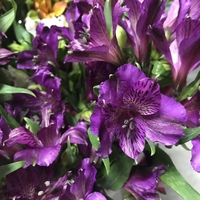 15 Фиолетовых Альстромерий